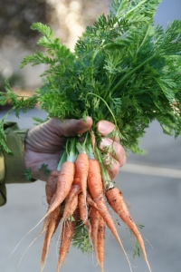 garden carrots